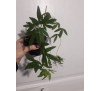 Пасифлора блакитна (Passiflora caerulea) 